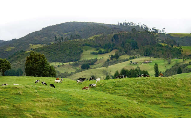 Carne sostenible. Un decálogo Carne sostenible. Un decálogo
