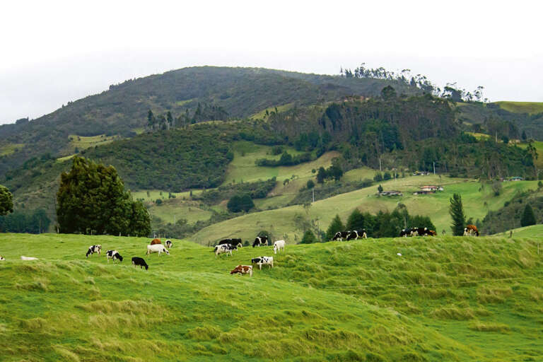 Carne sostenible. Un decálogo