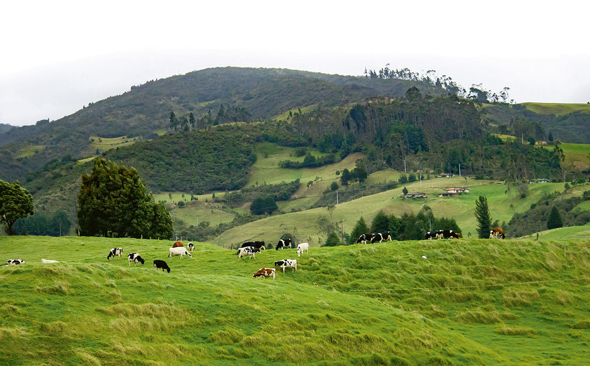 Carne sostenible. Un decálogo