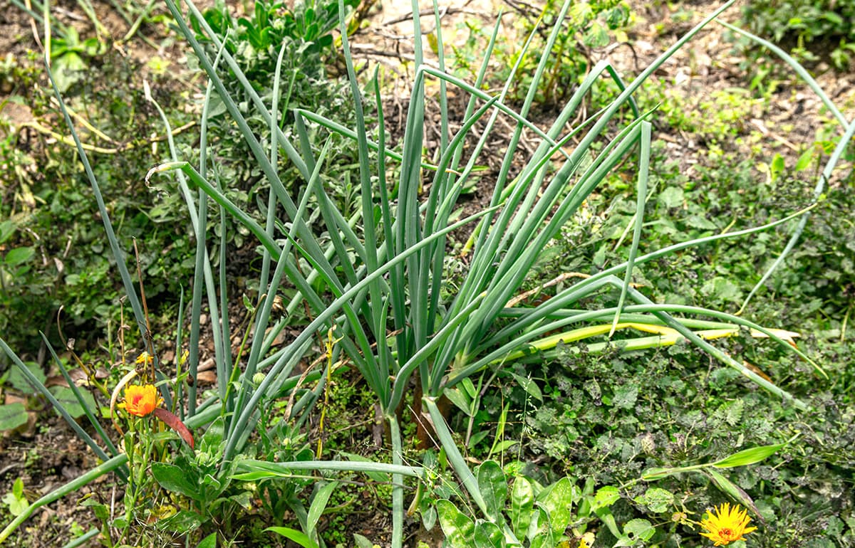 Huertas-donde-se-cosechan-memoria-y-comunidad