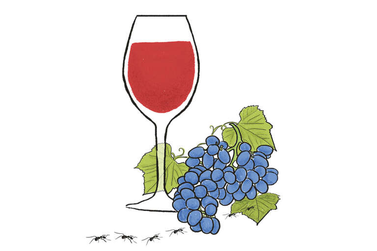 Viñedos sostenibles y de elaboración orgánica proponen otro sello a su copa