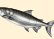 Los cortes del pescado
