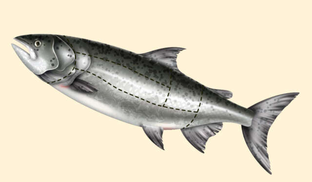 Los cortes del pescado Los cortes del pescado